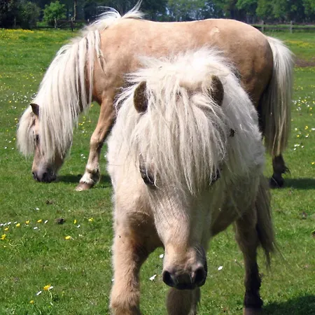 Landferienhof Garbert Wilsum